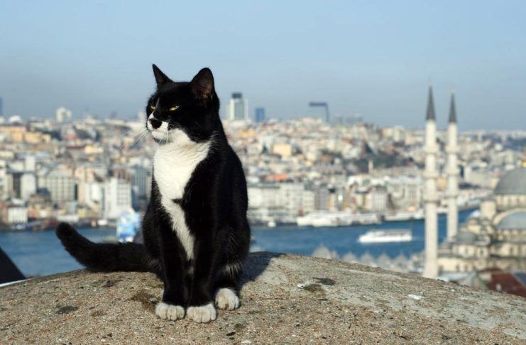 Коти повертаються до палацу Топкапи в Стамбулі