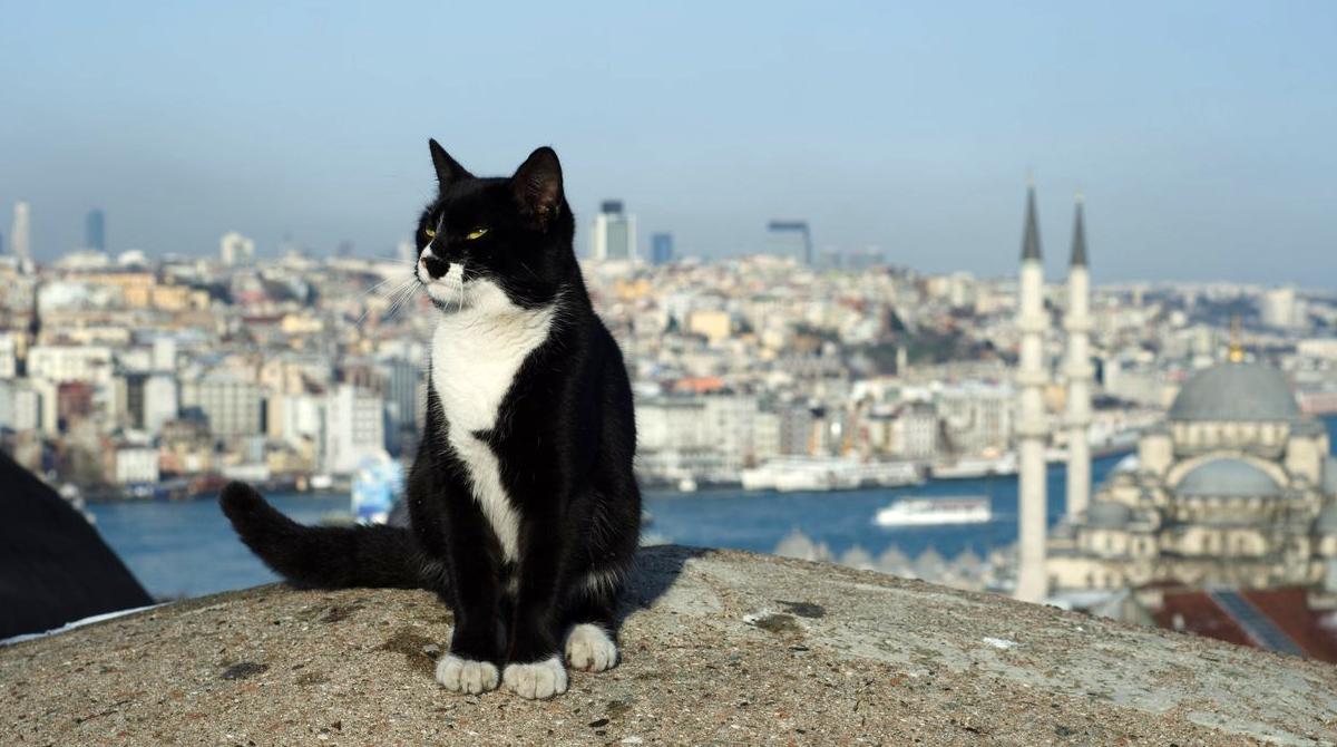 Коти повертаються до палацу Топкапи в Стамбулі