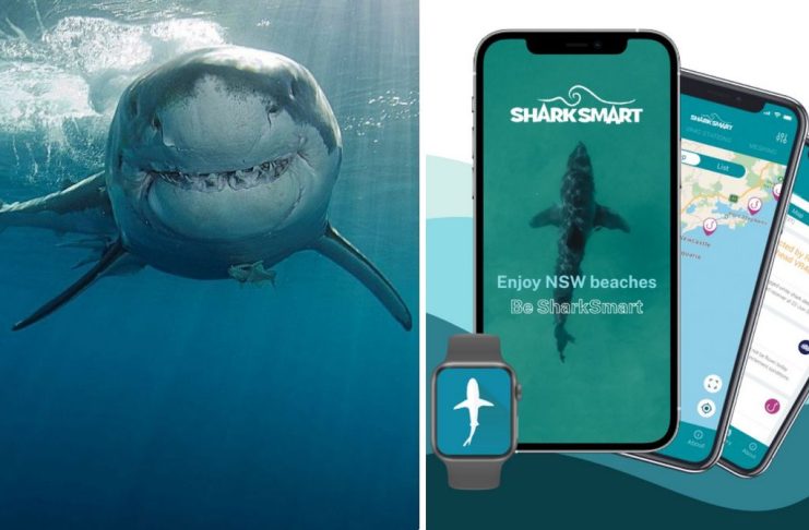 Дрони та додаток Shark Smart: як Австралія захищається від акул новими технологіями