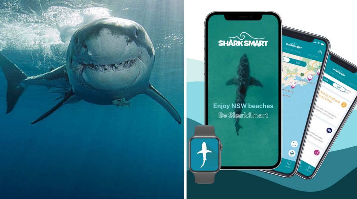 Дрони та додаток Shark Smart: як Австралія захищається від акул новими технологіями