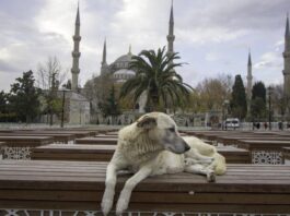 Влада Стамбула заборонила годувати безпритульних собак на вулицях міста