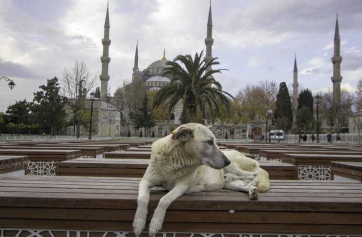 Влада Стамбула заборонила годувати безпритульних собак на вулицях міста