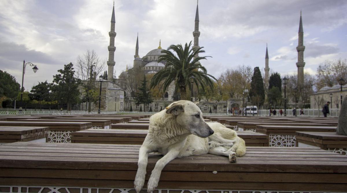 Влада Стамбула заборонила годувати безпритульних собак на вулицях міста