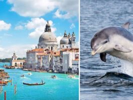 Дельфін Мімо став зіркою у Венеції, але викликає занепокоєння серед біологів