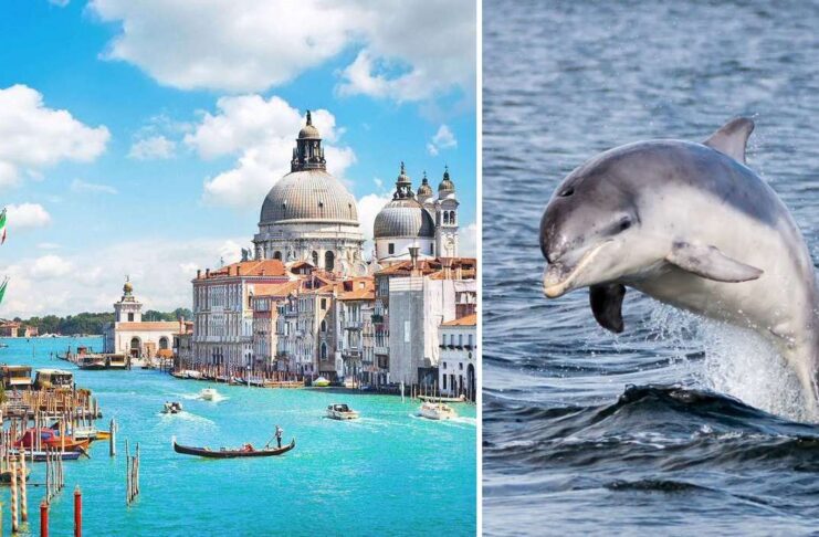 Дельфін Мімо став зіркою у Венеції, але викликає занепокоєння серед біологів