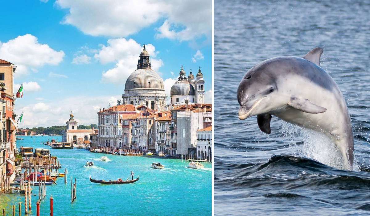 Дельфін Мімо став зіркою у Венеції, але викликає занепокоєння серед біологів