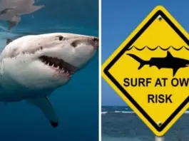 Акула вбила жінку на австралійському пляжі, чоловік — у критиченому стані (відео)