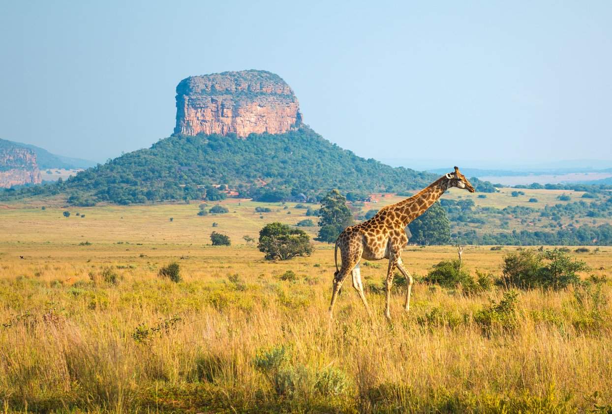 Risky Safari: Tourist Deaths on the Rise in Africa