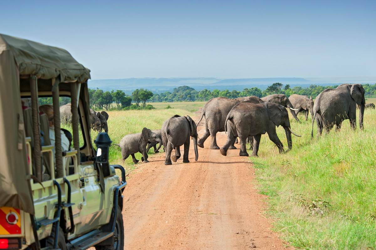 Risky Safari: Tourist Deaths on the Rise in Africa