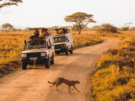 Небезпечне сафарі: смертельні випадки серед туристів зростають