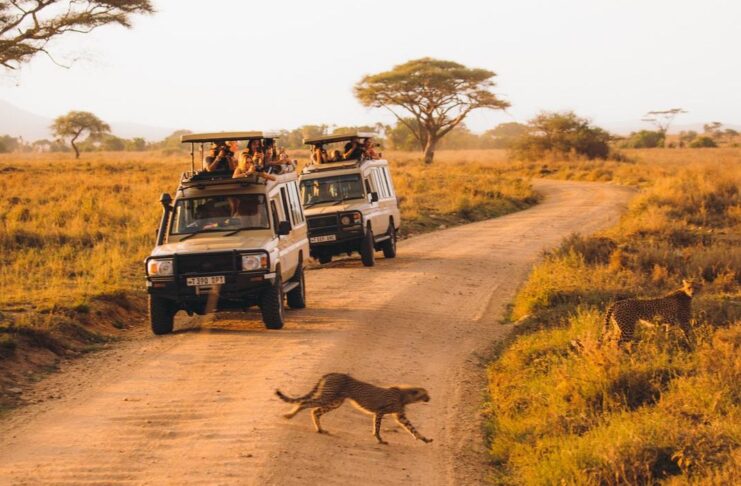 Небезпечне сафарі: смертельні випадки серед туристів зростають