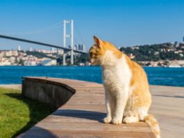 Стамбул і його коти: місто, що вміє муркотіти